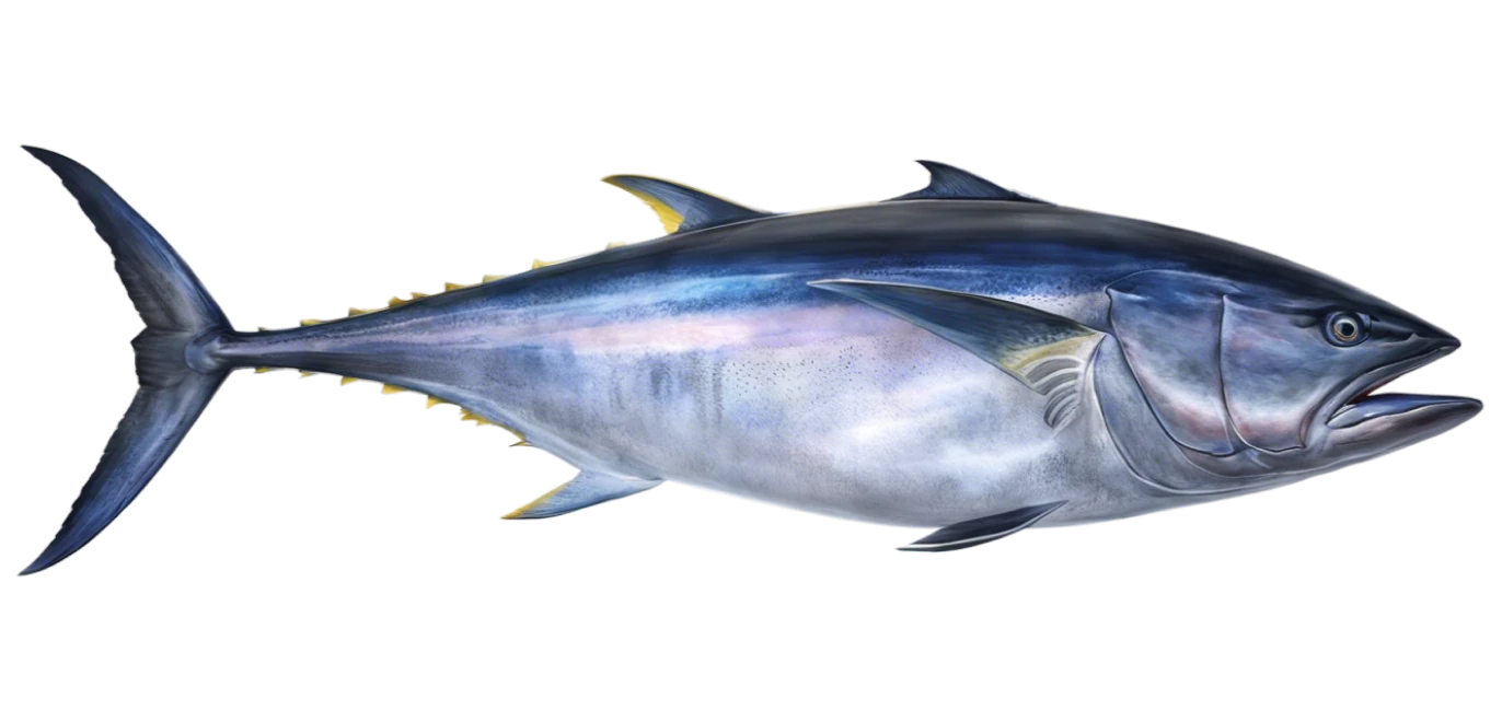 Bluefin Tuna