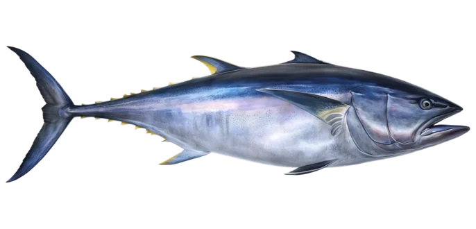 Bluefin Tuna