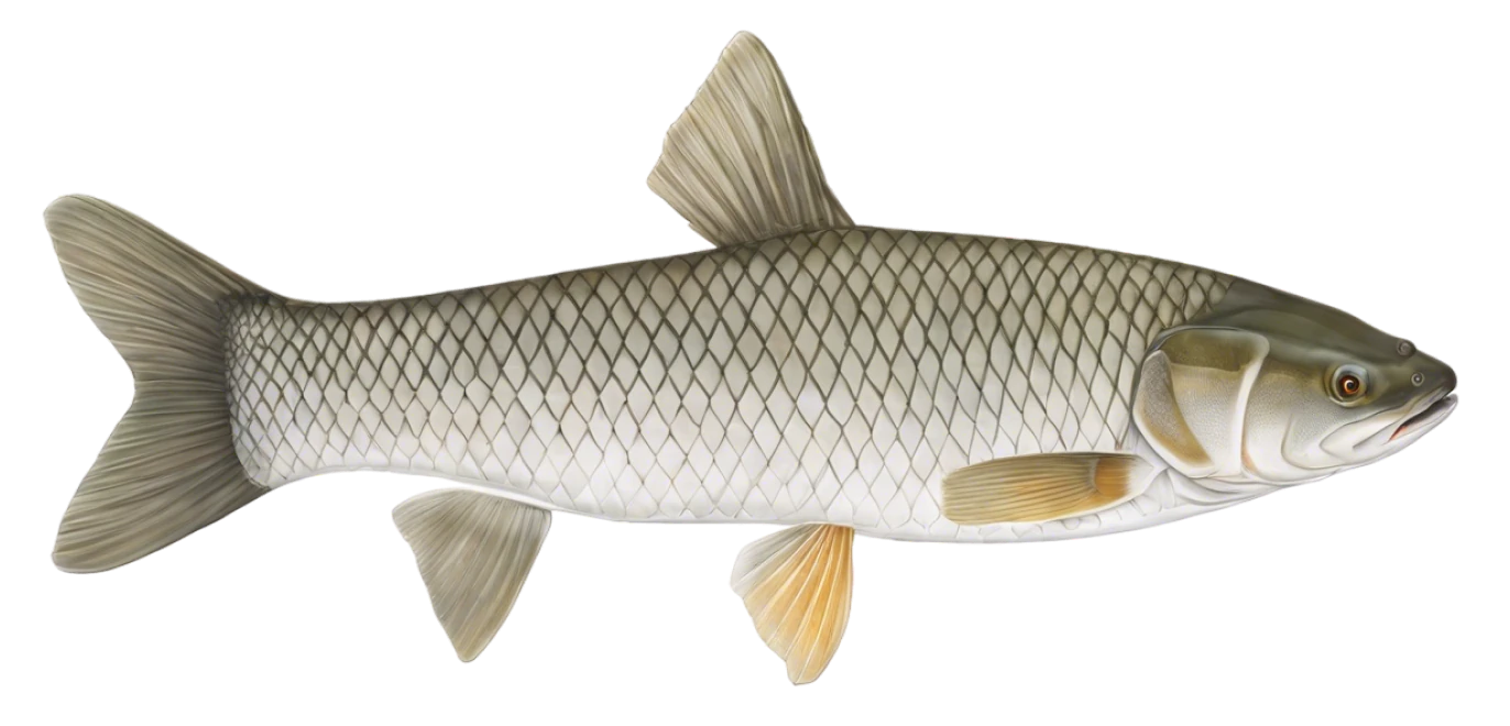 Grass Carp