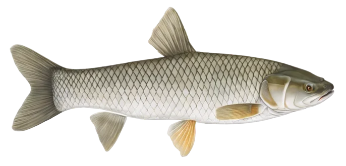 Grass Carp