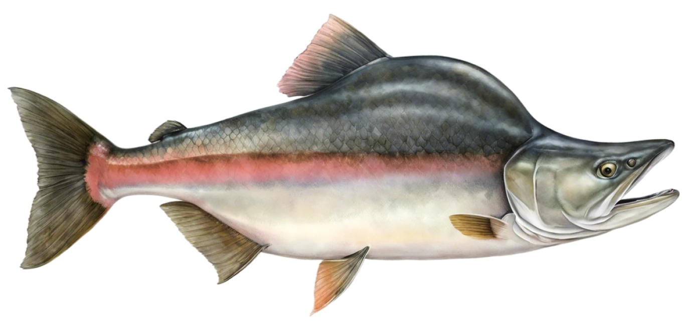 Pink Salmon