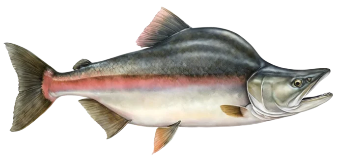 Pink Salmon