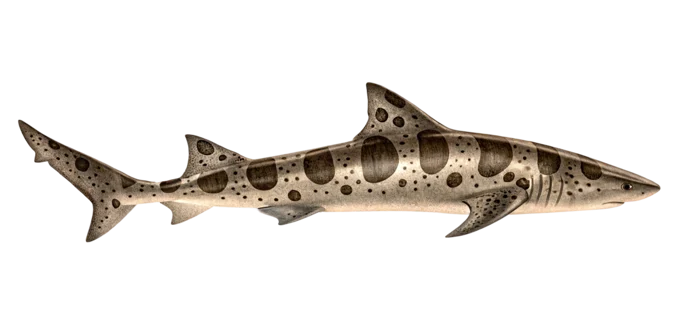 Leopard shark