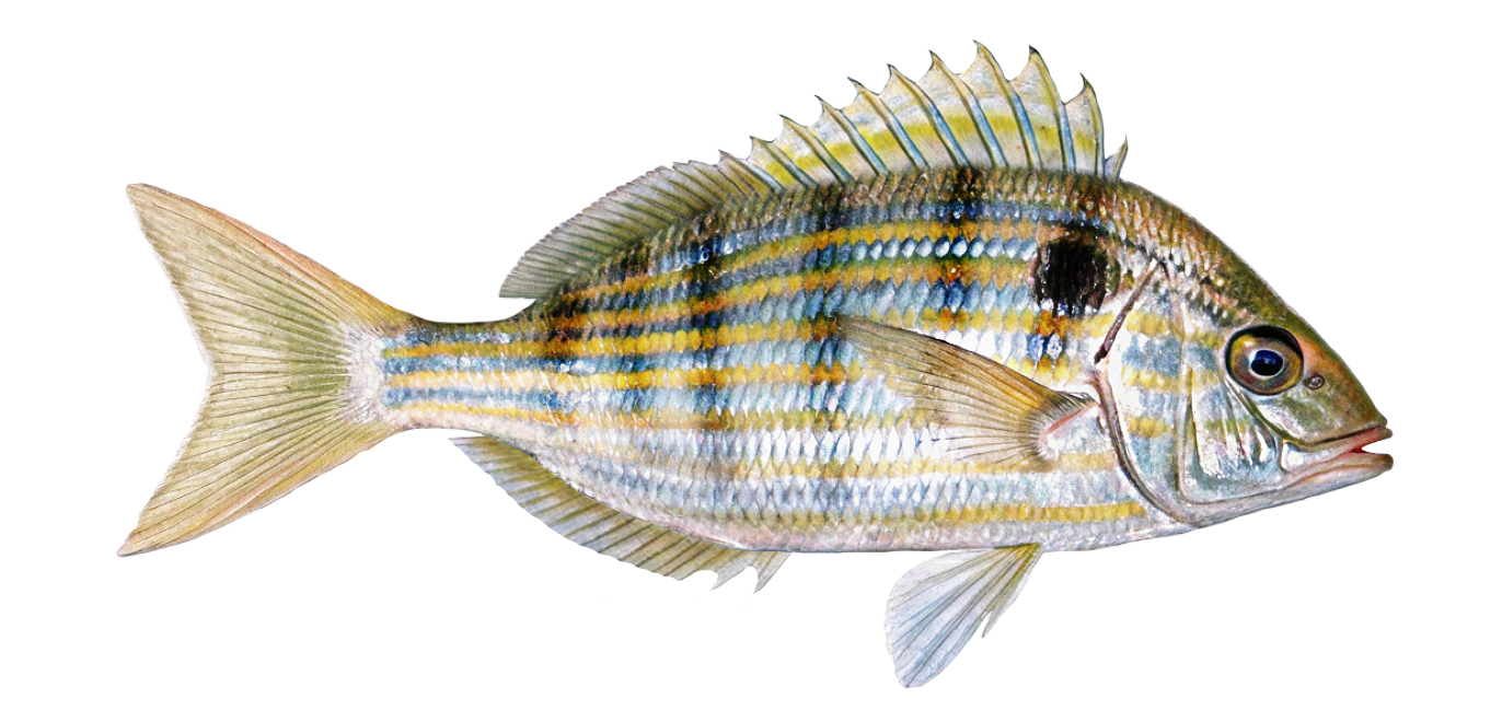 Pinfish
