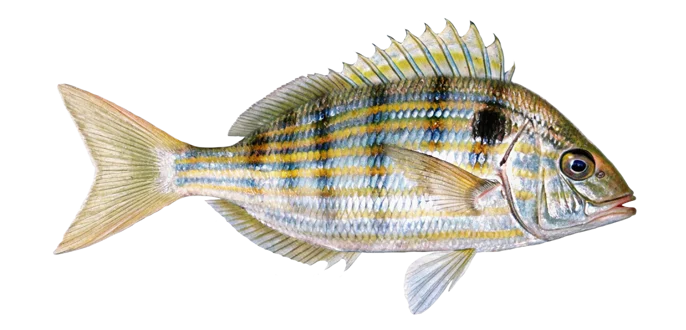 Pinfish