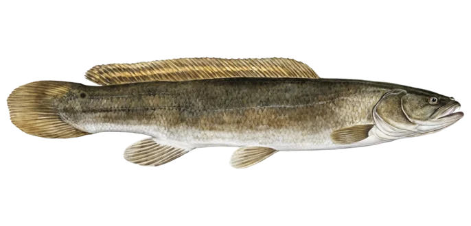 Bowfin