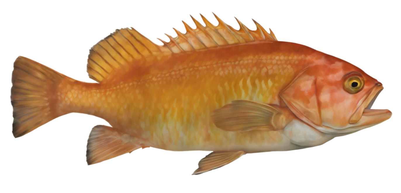 Yelloweye Rockfish