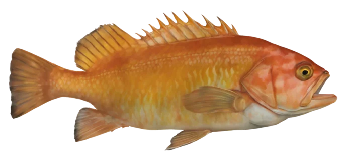 Yelloweye Rockfish
