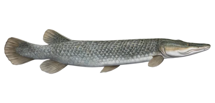 Alligator Gar