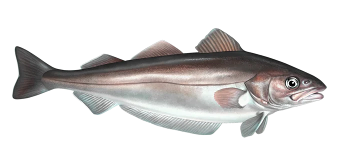 European whiting