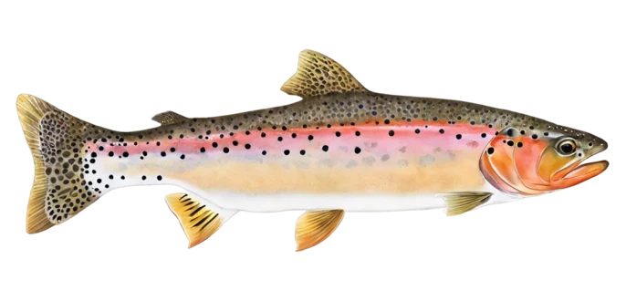Cutthroat Trout