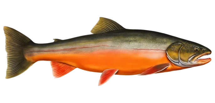 Arctic Char