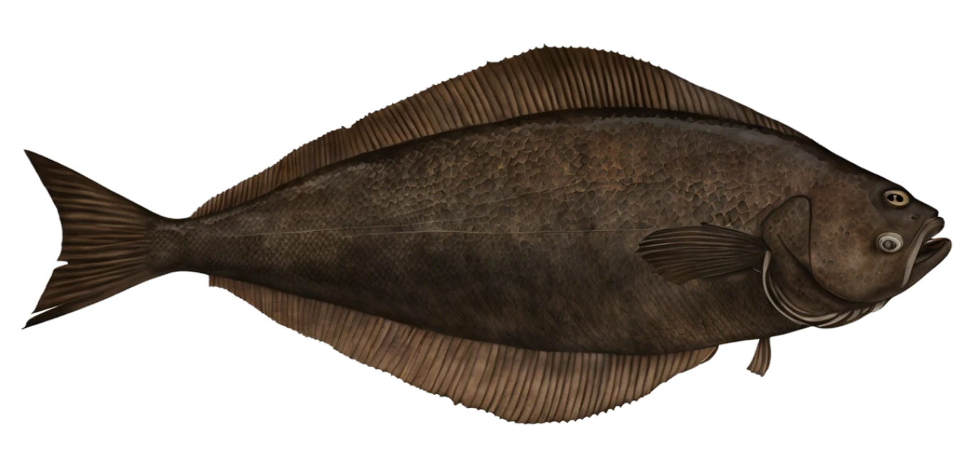 Atlantic Halibut