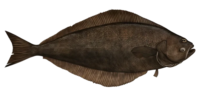 Atlantic Halibut