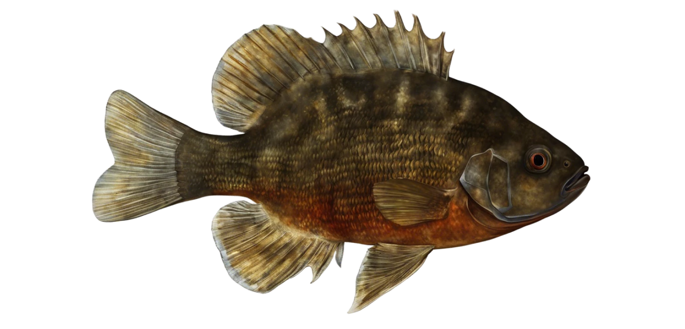 Redspotted Sunfish