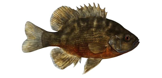 Redspotted Sunfish