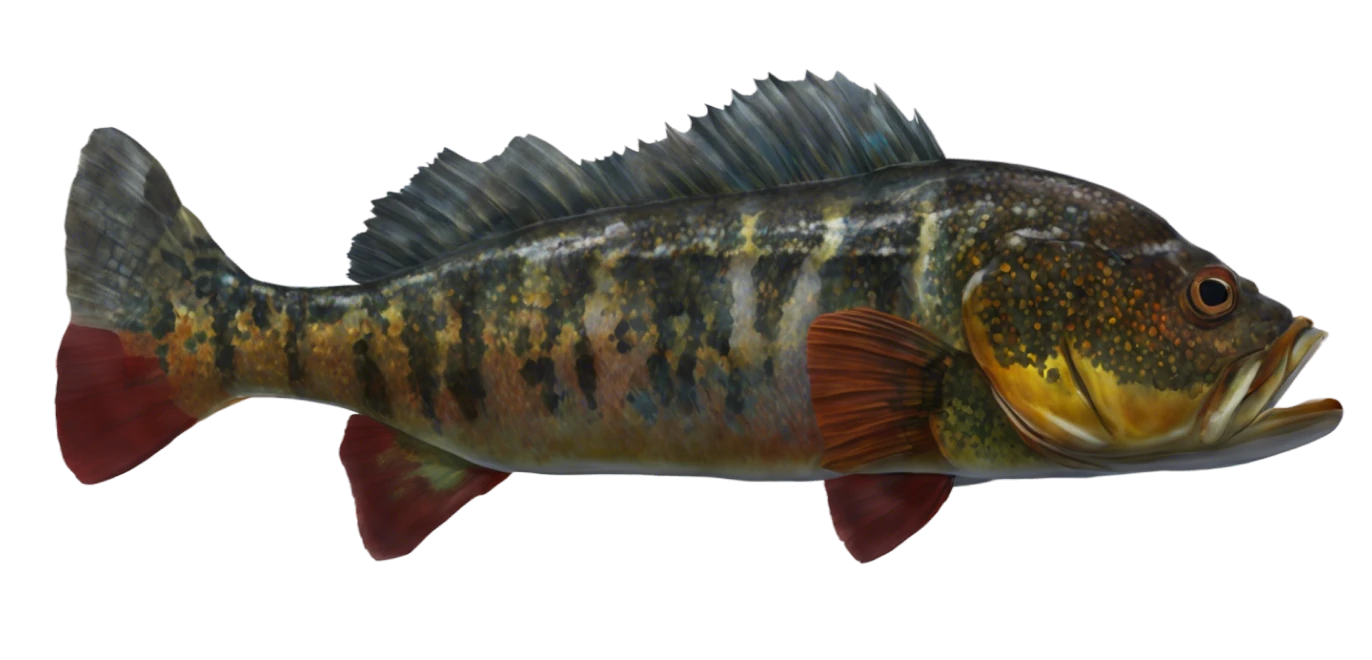Speckled Peacock Bass