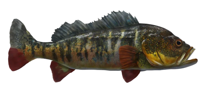 Speckled Peacock Bass