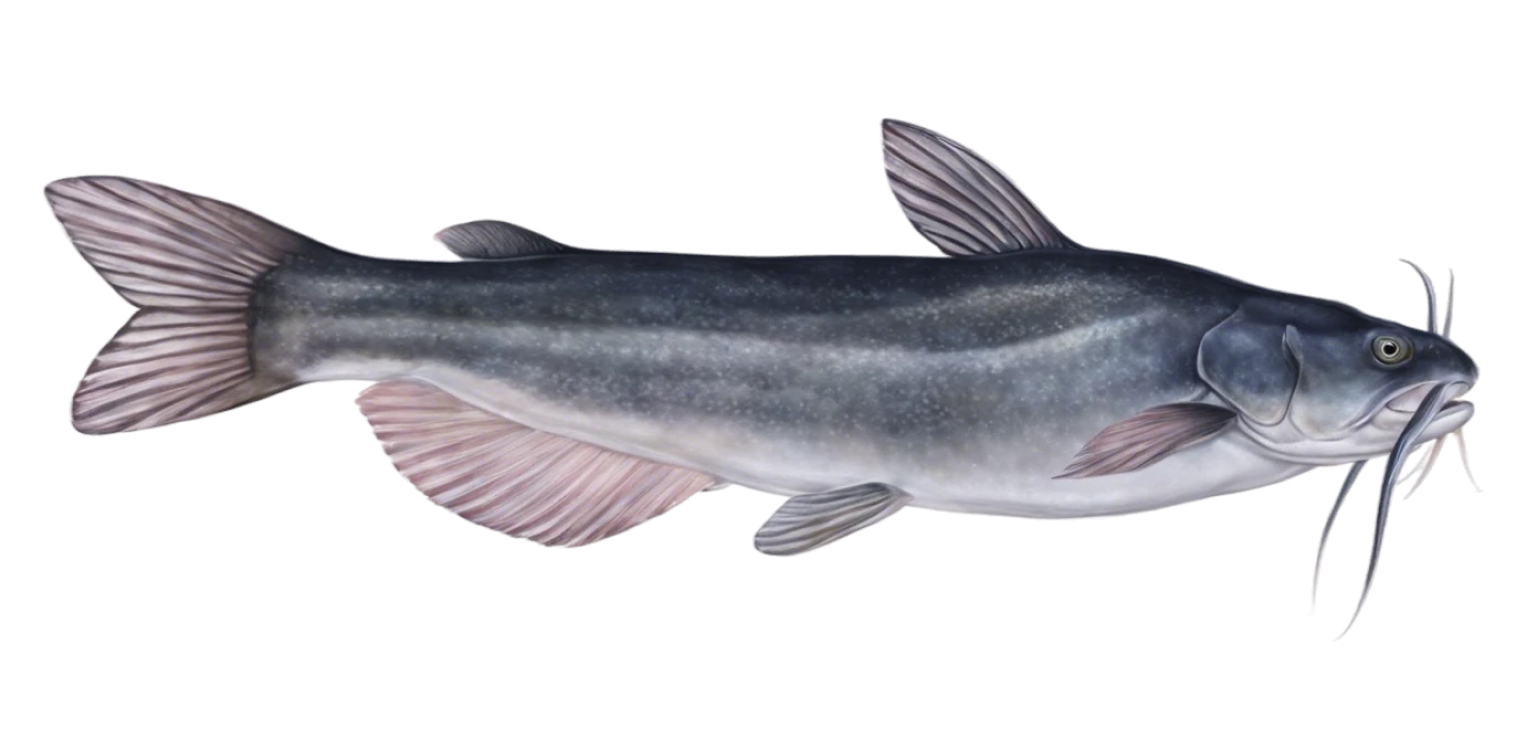 White Catfish