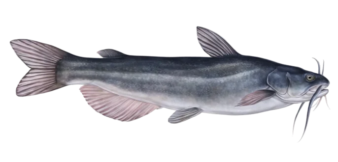 White Catfish