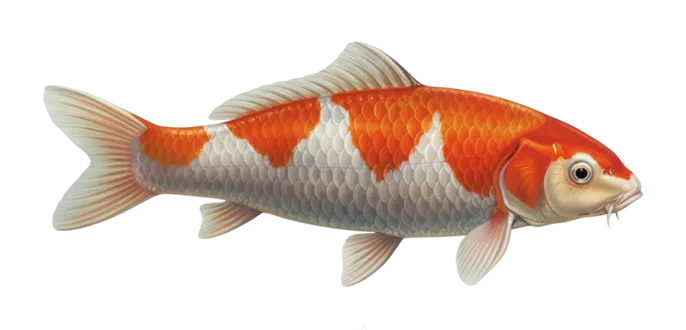Koi carp