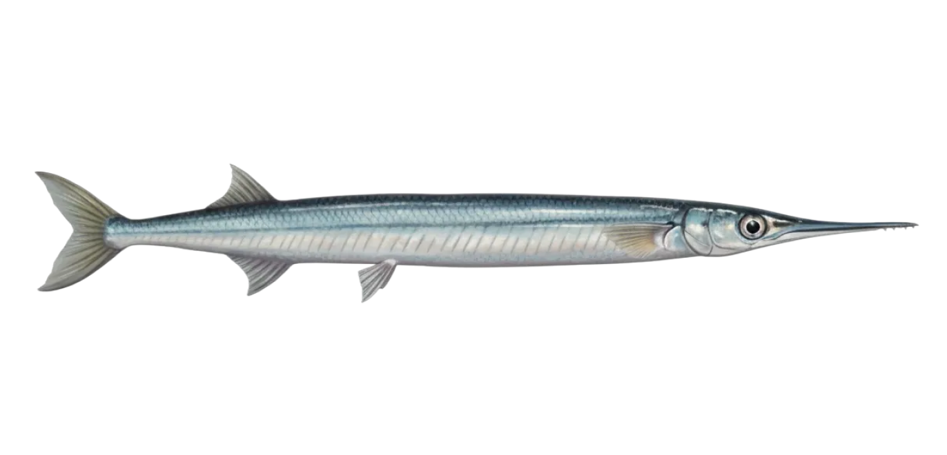 European garfish