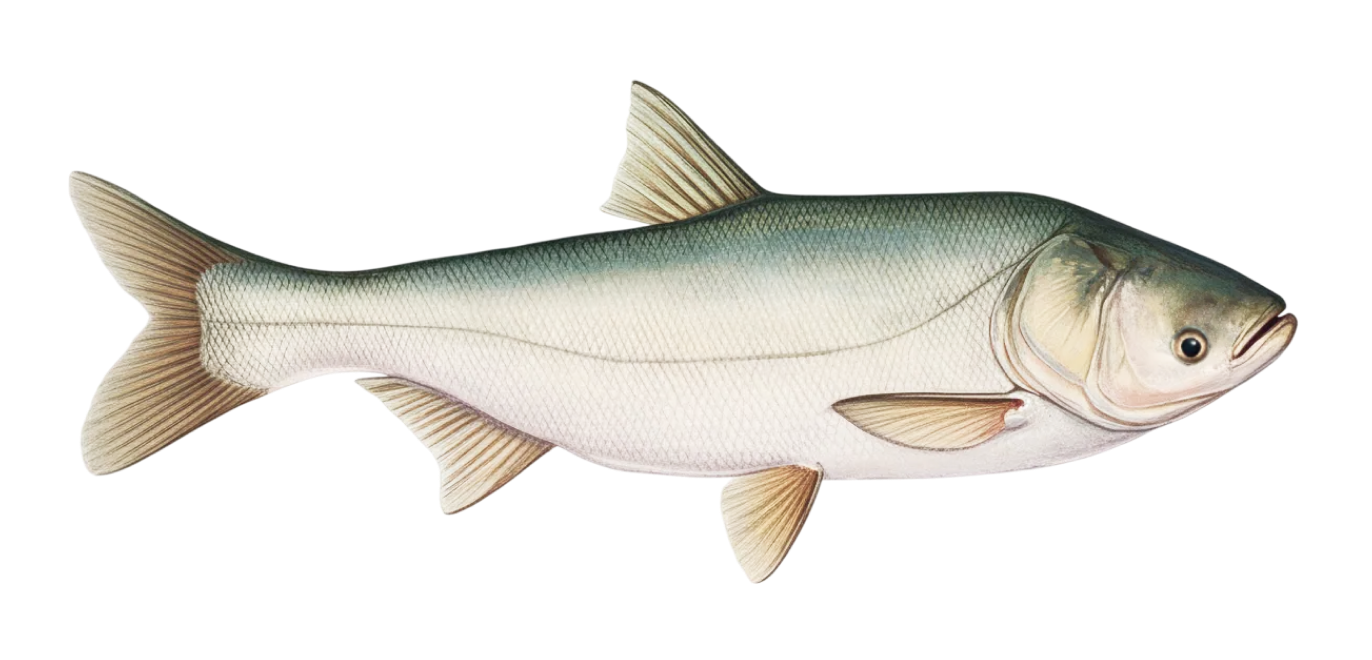 Silver carp