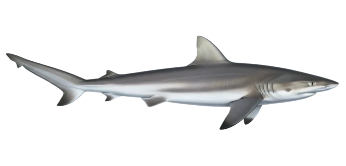 Atlantic sharpnose shark