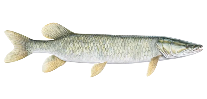 Muskellunge