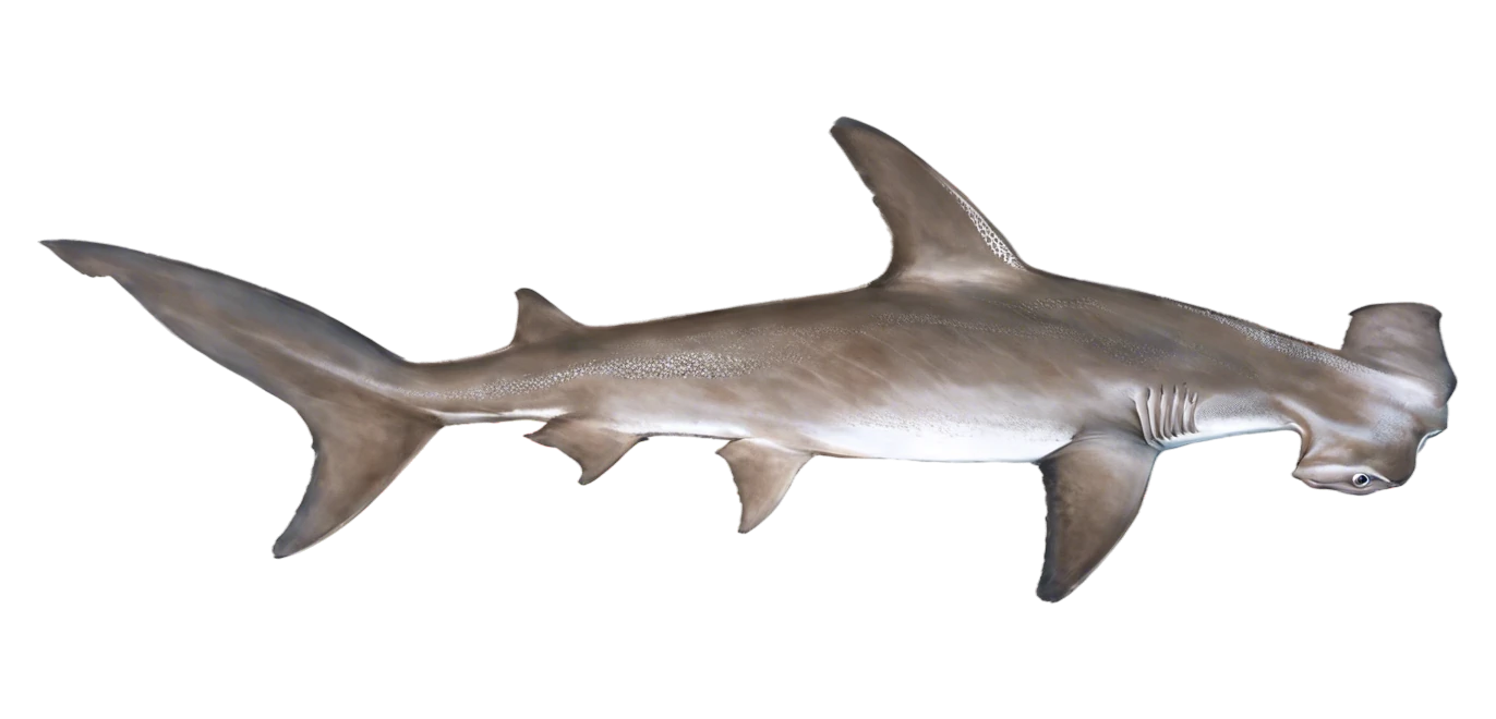 Hammerhead Shark