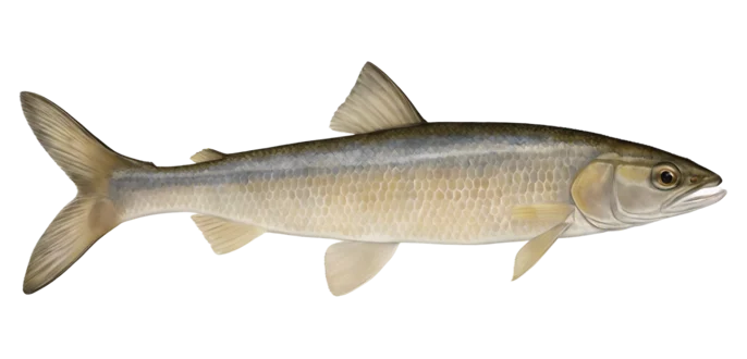 Mountain Whitefish