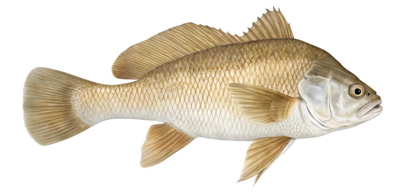 Freshwater Drum