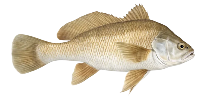 Freshwater Drum