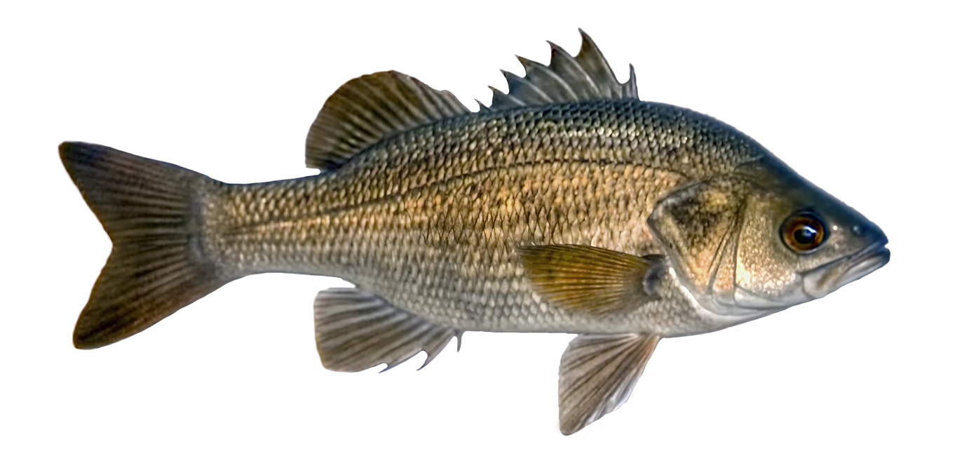 Australian bass