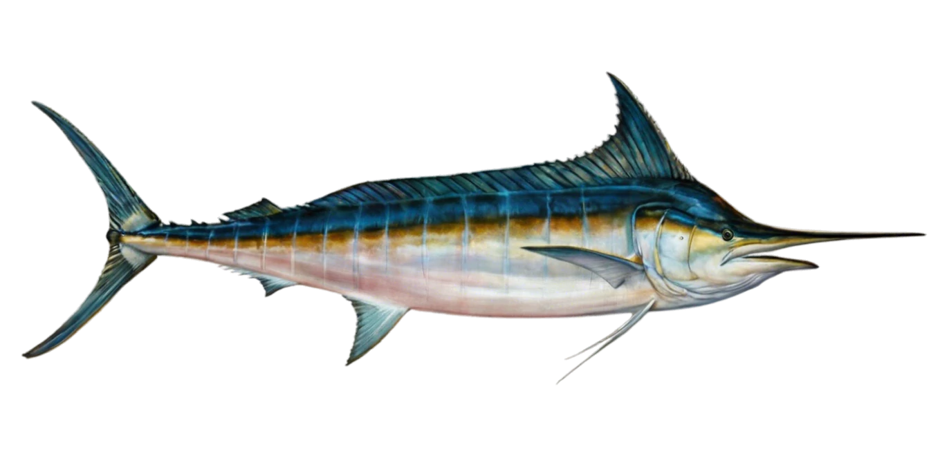 Blue Marlin