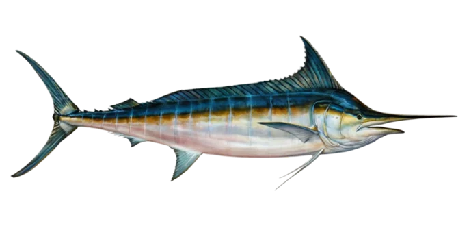Blue Marlin