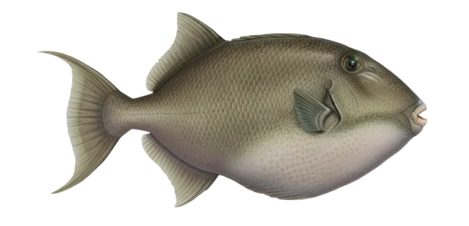 Gray triggerfish