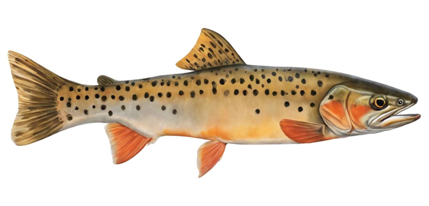 Colorado River Cutthroat