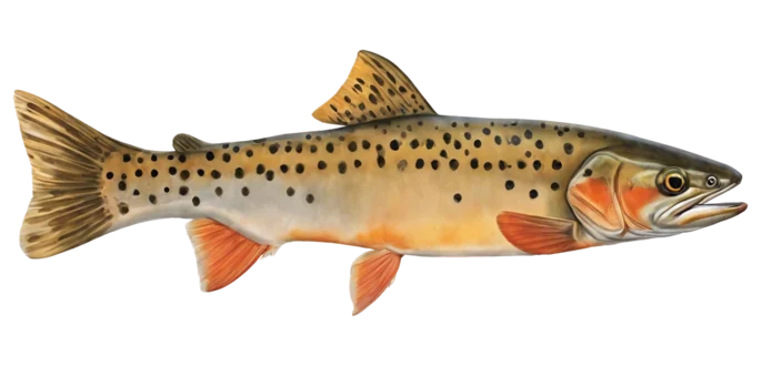 Colorado River Cutthroat