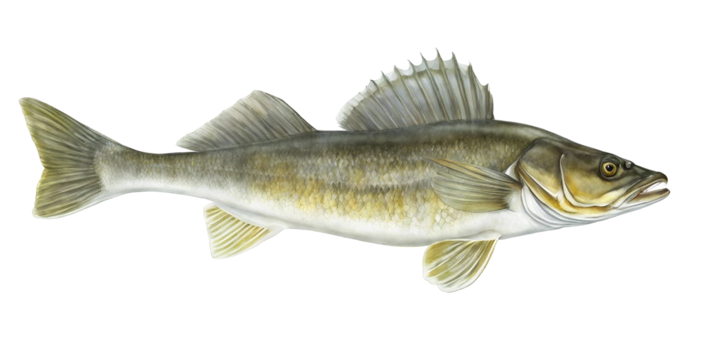 Walleye
