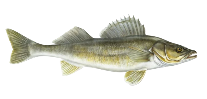 Walleye