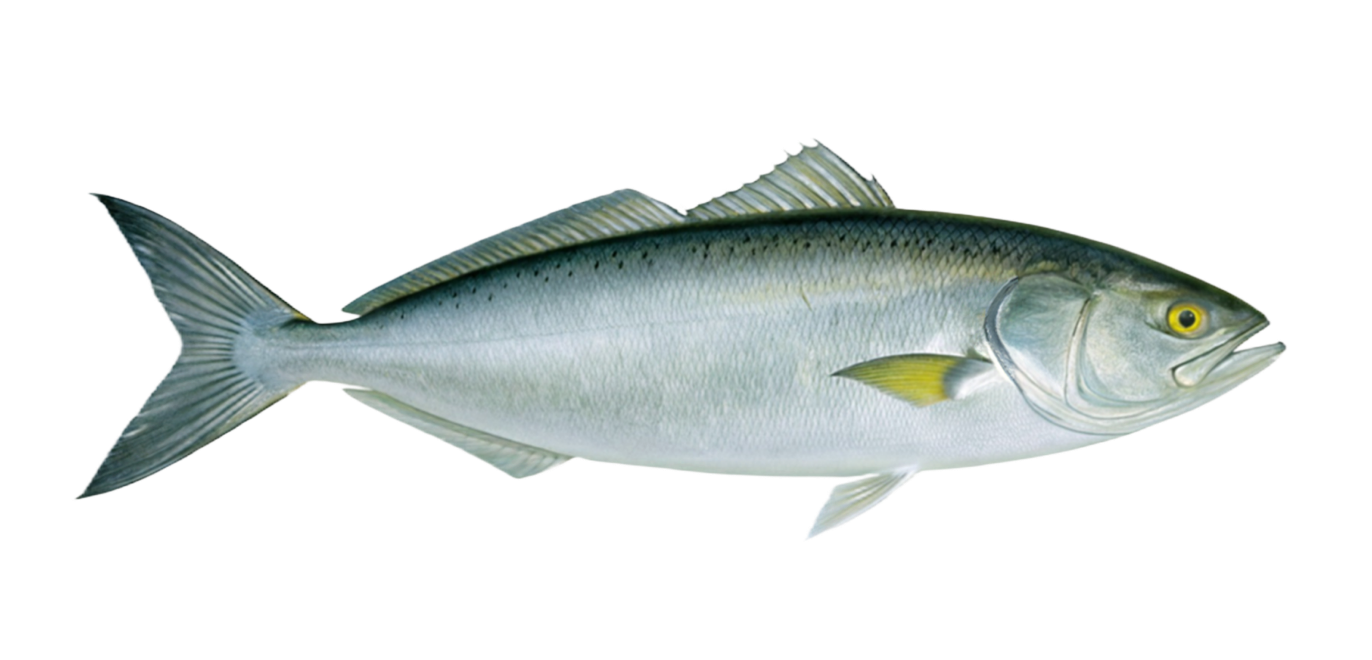 Australian salmon