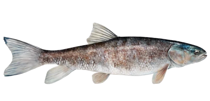 Catostomus