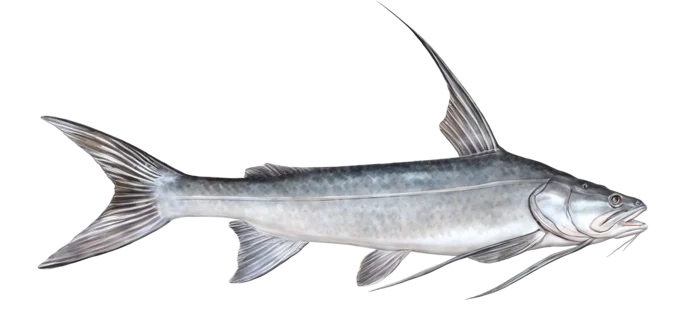 Gafftopsail Catfish