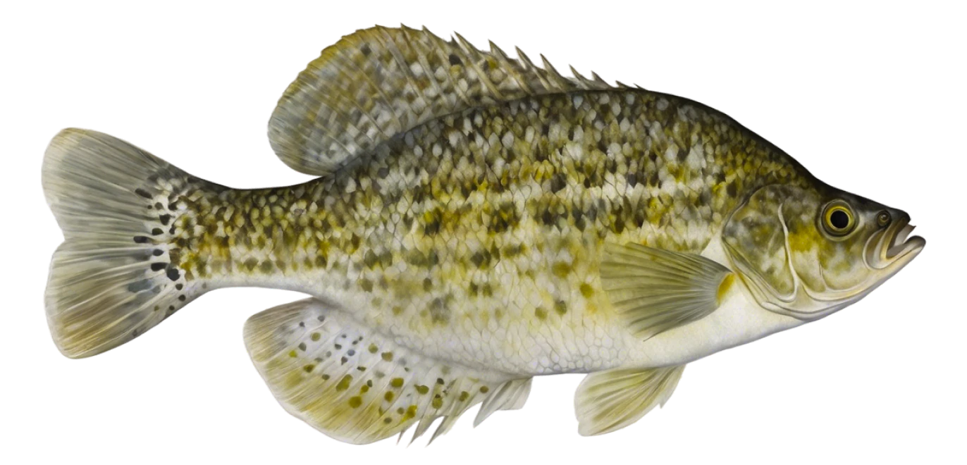 White Crappie