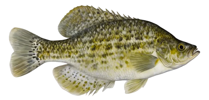 White Crappie