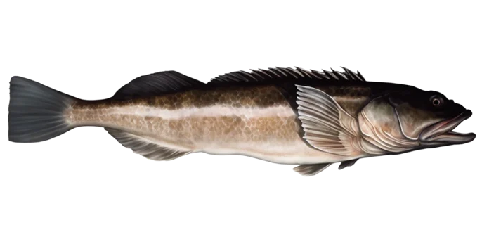 Lingcod