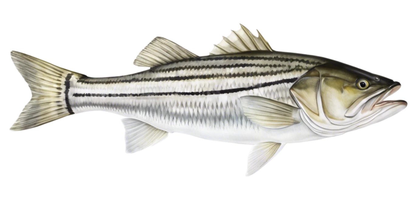 Striped Bass
