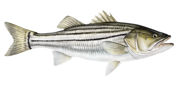 Striped Bass