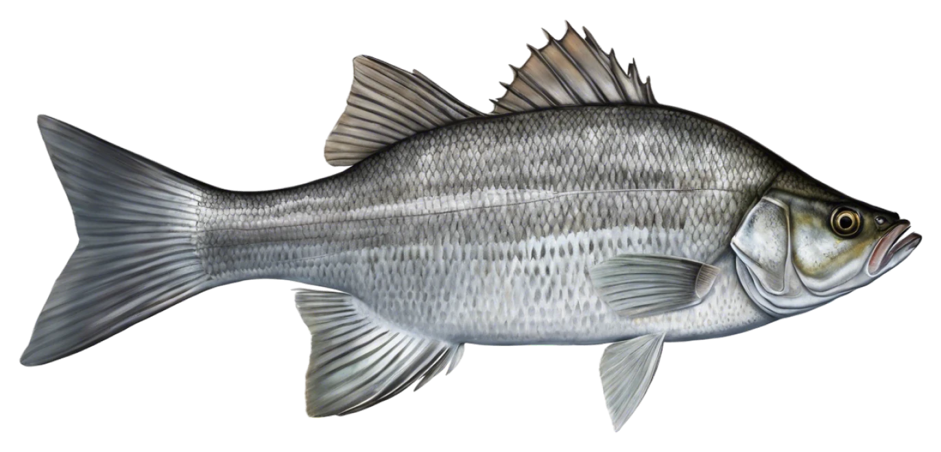 White Bass